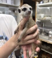 ミーアキャットベビー♀（2026年5月産まれ）超べた馴れ♪の画像10