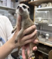 ミーアキャットベビー♀（2026年5月産まれ）超べた馴れ♪の画像7