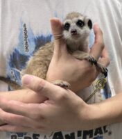 ミーアキャットベビー♀（2026年5月産まれ）超べた馴れ♪の画像4