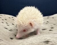 ハリネズミ（国産ベビー：アルビノ♀）の画像5