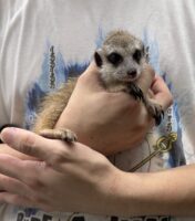 ミーアキャットベビー♀（2026年5月産まれ）超べた馴れ♪の画像6
