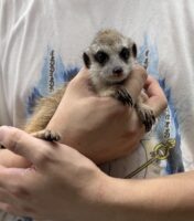 ミーアキャットベビー♀（2026年5月産まれ）超べた馴れ♪の画像1