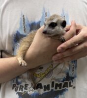 ミーアキャットベビー♀（2026年5月産まれ）超べた馴れ♪の画像8