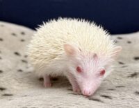 ハリネズミ（国産ベビー：アルビノ♀）の画像7