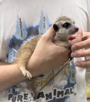 ミーアキャットベビー♀（2026年5月産まれ）超べた馴れ♪の画像9