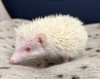 ハリネズミ（国産ベビー：アルビノ♀）の画像8