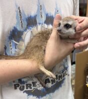 ミーアキャットベビー♀（2026年5月産まれ）超べた馴れ♪の画像11
