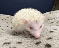ハリネズミ（国産ベビー：アルビノ♀）の画像6