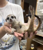 ミーアキャットベビー♀（2026年5月産まれ）超べた馴れ♪の画像2
