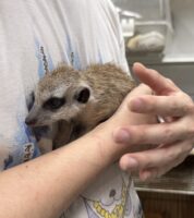 ミーアキャットベビー♀（2026年5月産まれ）超べた馴れ♪の画像12