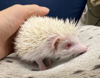 ハリネズミ（国産ベビー：アルビノ♀）の画像4