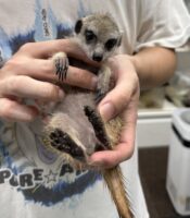 ミーアキャットベビー♂（2026年5月産まれ）超べた馴れ♪の画像2