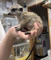 ミーアキャットベビー♂（2026年5月産まれ）超べた馴れ♪の画像4
