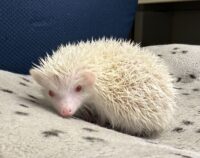 ハリネズミ（国産ベビー：アルビノ♀）の画像3