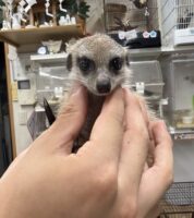 ミーアキャットベビー♂（2026年5月産まれ）超べた馴れ♪の画像12