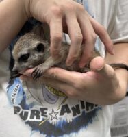 ミーアキャットベビー♂（2026年5月産まれ）超べた馴れ♪の画像9