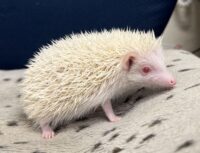 ハリネズミ（国産ベビー：アルビノ♀）の画像9