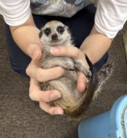 ミーアキャットベビー♂（2026年5月産まれ）超べた馴れ♪の画像6