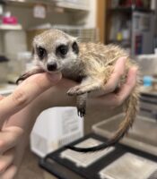 ミーアキャットベビー♂（2026年5月産まれ）超べた馴れ♪の画像2