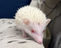 ハリネズミ（国産ベビー：アルビノ♀）の画像10