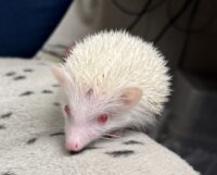 ハリネズミ（国産ベビー：アルビノ♀）の画像11