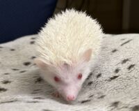 ハリネズミ（国産ベビー：アルビノ♀）の画像12