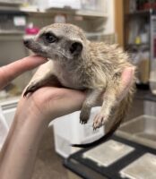 ミーアキャットベビー♂（2026年5月産まれ）超べた馴れ♪の画像10