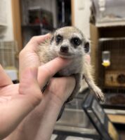 ミーアキャットベビー♂（2026年5月産まれ）超べた馴れ♪の画像11