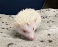 ハリネズミ（国産ベビー：アルビノ♀）の画像13