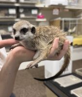ミーアキャットベビー♂（2026年5月産まれ）超べた馴れ♪の画像8