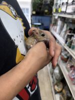 ファットテイルジャービル（チェコ産）ベビーの画像1