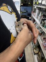 ファットテイルジャービル（チェコ産）ベビーの画像2