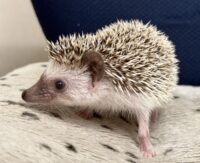 ハリネズミ（国産：パイド♀  ）の画像5