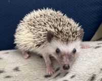 ハリネズミ（国産：パイド♀  ）の画像2