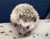 ハリネズミ（国産：パイド♀  ）の画像8