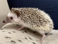 ハリネズミ（国産：パイド♀  ）の画像9