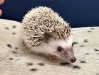 ハリネズミ（国産：パイド♀  ）の画像1