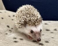 ハリネズミ（国産：パイド♀  ）の画像7
