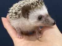 ハリネズミ（国産：パイド♀  ）の画像10