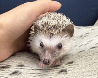 ハリネズミ（国産：パイド♀  ）の画像3