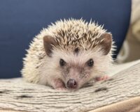 ハリネズミ（国産：パイド♀  ）の画像4