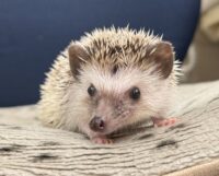 ハリネズミ（国産：パイド♀  ）の画像6