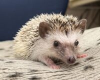 ハリネズミ（国産：パイド♀  ）の画像11