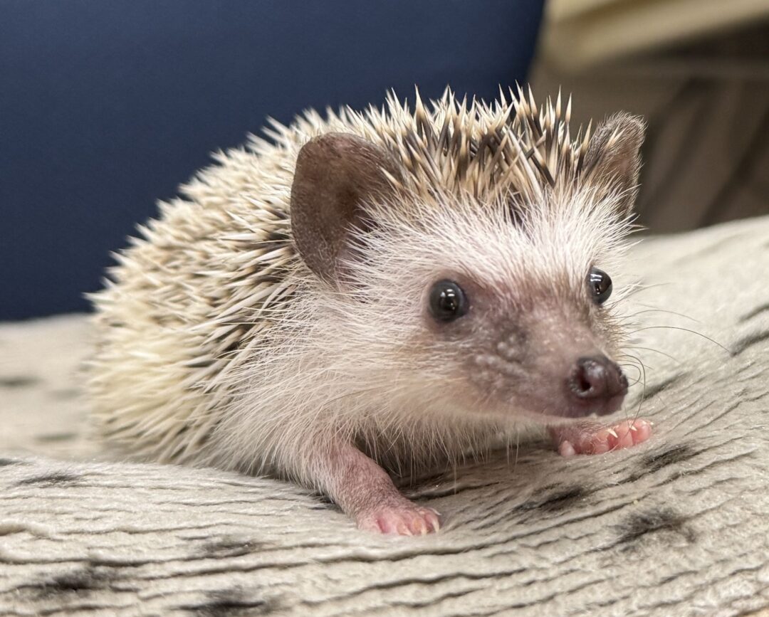 ハリネズミ（国産：パイド♀  ）のメイン画像