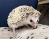 ハリネズミ（国産ベビー：スニップ♀ ）の画像6