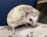 ハリネズミ(国産:ブレイズ♀ )の画像1