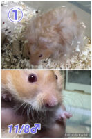 レックス（Rex）｜縮れ毛ロングヘア・希少シリアン【ピュア☆アニマル】の画像7