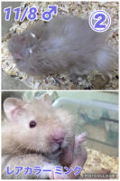 レックス（Rex）｜縮れ毛ロングヘア・希少シリアン【ピュア☆アニマル】の画像8