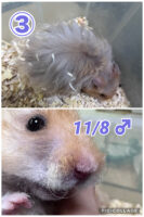 レックス（Rex）｜縮れ毛ロングヘア・希少シリアン【ピュア☆アニマル】の画像9