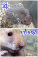 レックス（Rex）｜縮れ毛ロングヘア・希少シリアン【ピュア☆アニマル】の画像10